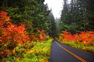 The McKenzie Pass road-7708 The McKenzie Pass road-7708